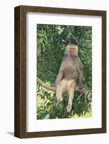 Hamadryas Baboon-DLILLC-Framed Photographic Print