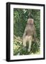 Hamadryas Baboon-DLILLC-Framed Photographic Print