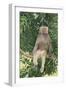 Hamadryas Baboon-DLILLC-Framed Photographic Print