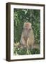 Hamadryas Baboon-DLILLC-Framed Photographic Print