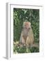 Hamadryas Baboon-DLILLC-Framed Photographic Print