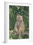 Hamadryas Baboon-DLILLC-Framed Photographic Print