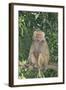 Hamadryas Baboon-DLILLC-Framed Photographic Print