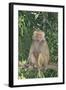 Hamadryas Baboon-DLILLC-Framed Photographic Print