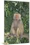 Hamadryas Baboon-DLILLC-Mounted Photographic Print