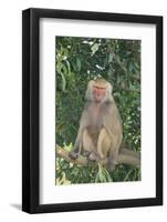 Hamadryas Baboon-DLILLC-Framed Photographic Print