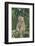 Hamadryas Baboon-DLILLC-Framed Photographic Print