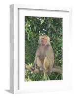 Hamadryas Baboon-DLILLC-Framed Photographic Print