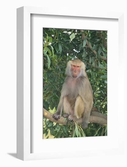 Hamadryas Baboon-DLILLC-Framed Photographic Print