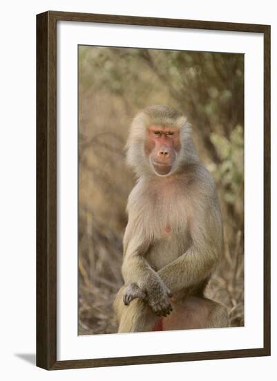 Hamadryas Baboon-DLILLC-Framed Photographic Print