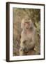 Hamadryas Baboon-DLILLC-Framed Photographic Print