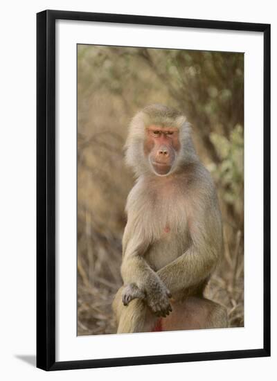 Hamadryas Baboon-DLILLC-Framed Photographic Print