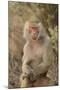 Hamadryas Baboon-DLILLC-Mounted Photographic Print