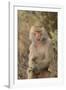 Hamadryas Baboon-DLILLC-Framed Photographic Print