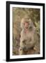 Hamadryas Baboon-DLILLC-Framed Photographic Print