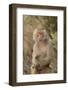 Hamadryas Baboon-DLILLC-Framed Photographic Print