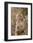 Hamadryas Baboon-DLILLC-Framed Photographic Print