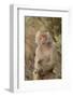 Hamadryas Baboon-DLILLC-Framed Photographic Print