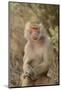 Hamadryas Baboon-DLILLC-Mounted Photographic Print