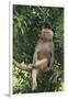 Hamadryas Baboon-DLILLC-Framed Photographic Print