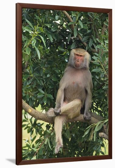 Hamadryas Baboon-DLILLC-Framed Photographic Print