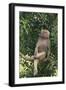 Hamadryas Baboon-DLILLC-Framed Photographic Print