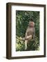 Hamadryas Baboon-DLILLC-Framed Photographic Print