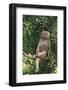 Hamadryas Baboon-DLILLC-Framed Photographic Print