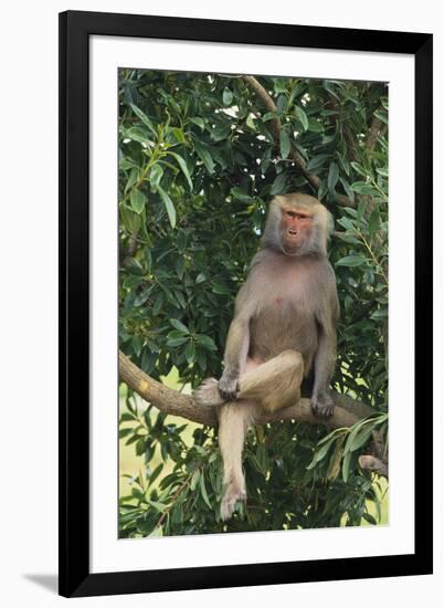 Hamadryas Baboon-DLILLC-Framed Photographic Print