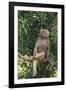 Hamadryas Baboon-DLILLC-Framed Photographic Print