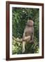 Hamadryas Baboon-DLILLC-Framed Photographic Print