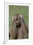 Hamadryas Baboon-DLILLC-Framed Photographic Print