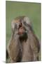 Hamadryas Baboon-DLILLC-Mounted Photographic Print