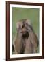 Hamadryas Baboon-DLILLC-Framed Photographic Print