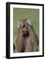 Hamadryas Baboon-DLILLC-Framed Photographic Print