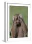 Hamadryas Baboon-DLILLC-Framed Photographic Print