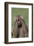 Hamadryas Baboon-DLILLC-Framed Photographic Print