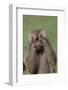 Hamadryas Baboon-DLILLC-Framed Photographic Print