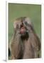 Hamadryas Baboon-DLILLC-Framed Photographic Print