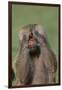 Hamadryas Baboon-DLILLC-Framed Photographic Print