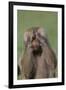 Hamadryas Baboon-DLILLC-Framed Photographic Print