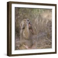 Hamadryas Baboon-DLILLC-Framed Photographic Print