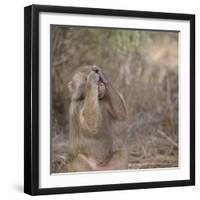 Hamadryas Baboon-DLILLC-Framed Photographic Print