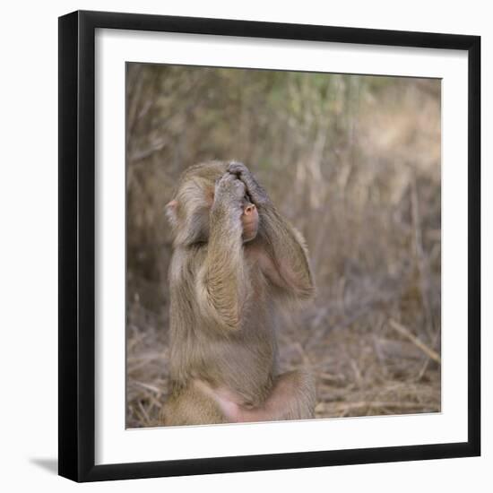 Hamadryas Baboon-DLILLC-Framed Photographic Print