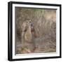 Hamadryas Baboon-DLILLC-Framed Photographic Print