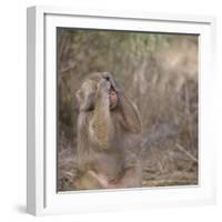 Hamadryas Baboon-DLILLC-Framed Photographic Print