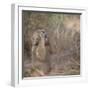 Hamadryas Baboon-DLILLC-Framed Photographic Print