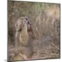 Hamadryas Baboon-DLILLC-Mounted Photographic Print