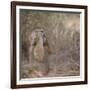 Hamadryas Baboon-DLILLC-Framed Photographic Print