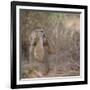 Hamadryas Baboon-DLILLC-Framed Photographic Print